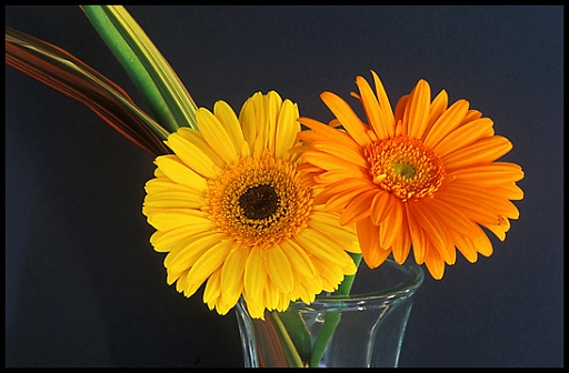 Blossoms in Vase.jpg